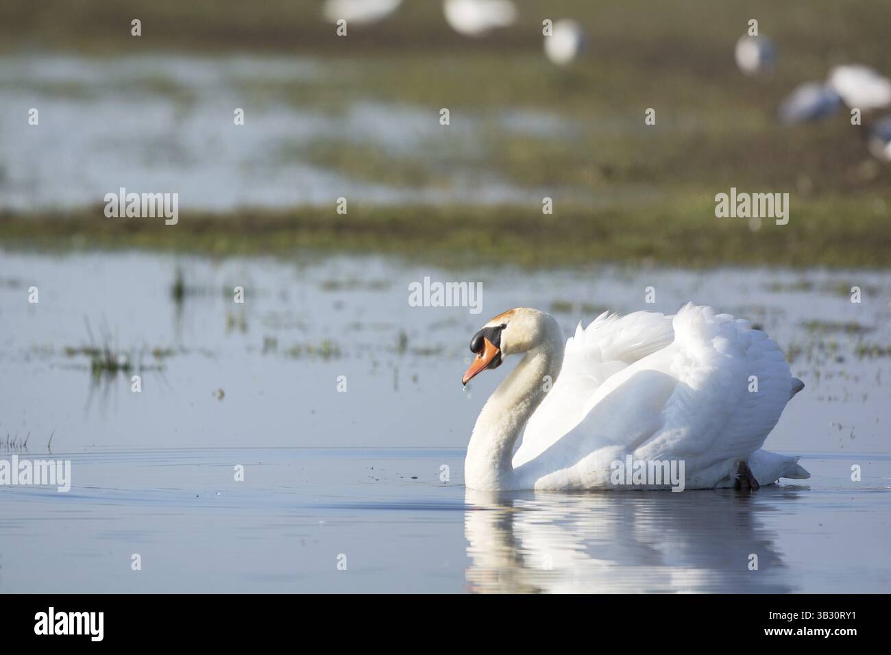 Weiße Höckerschwan Schwimmen im Wasser Stockfoto
