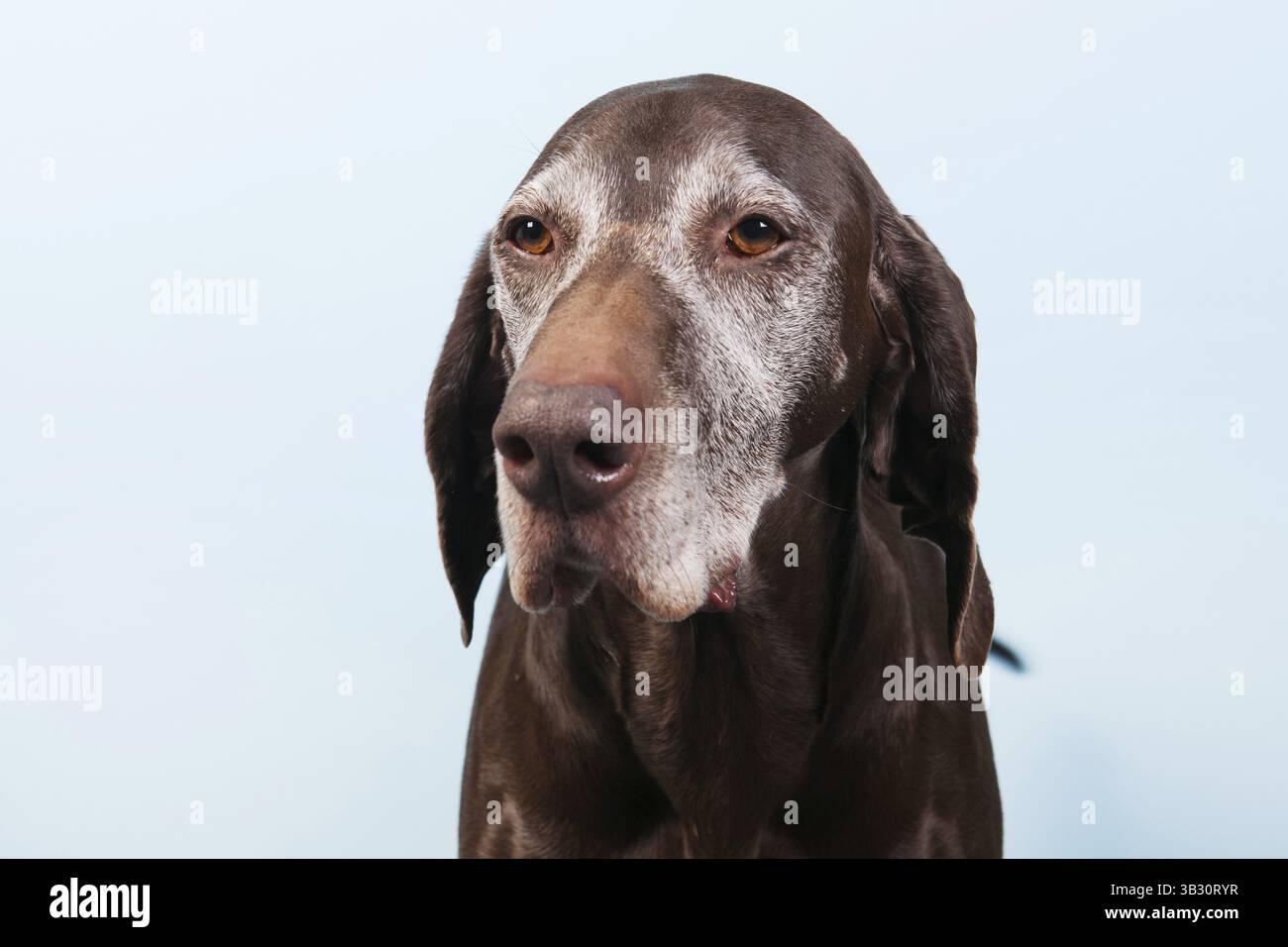 Porträt eines alten Hundes vor blauem Hintergrund Stockfoto