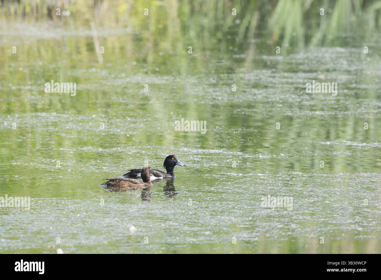 Paar Tufted Enten schwimmen im Wasser Stockfoto
