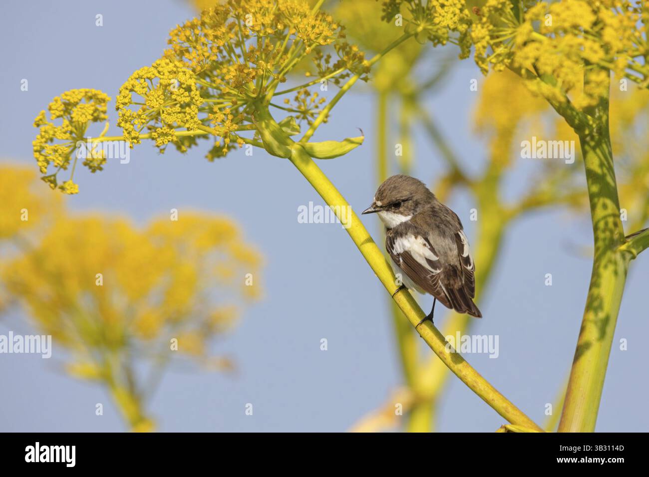 Rattenfänger (Ficedula hypoleuca), Barsch, Biotope, Habitat, Insel Lesbos, songvogel, Fliegenfänger, Tiere, Vögel, Singvögel, Lesbos, Gree Stockfoto