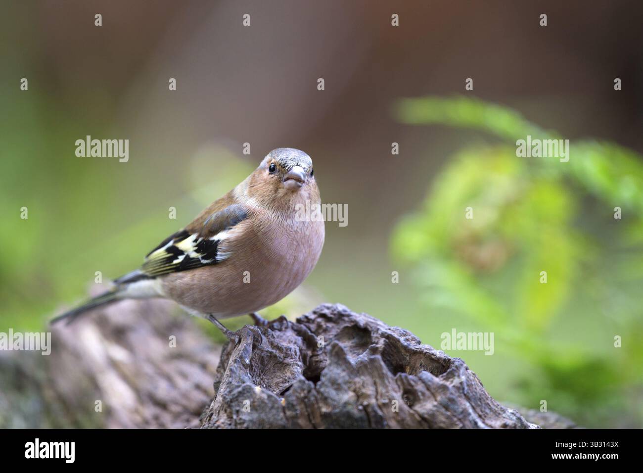Weibliche gemeinsame Buchfink auf Baumstamm Stockfoto