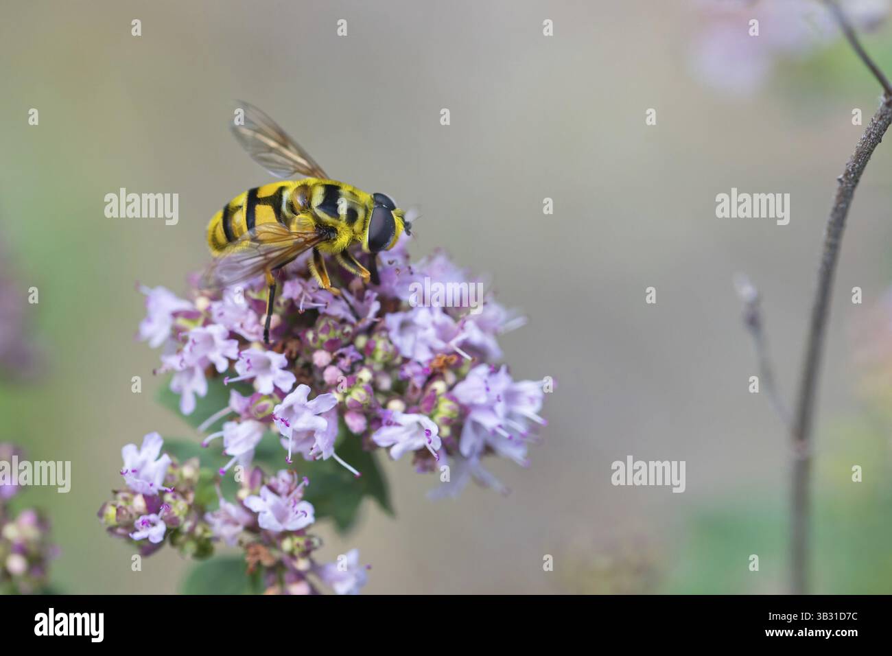 Schädel hoverfly, gewöhnlicher Kegel hoverfly, (Myathropa florea), Tiere, Insekten, Familie der Schwebfliegen, Schwarzwald, Region Feldberg, Baden-Württemberg, G Stockfoto