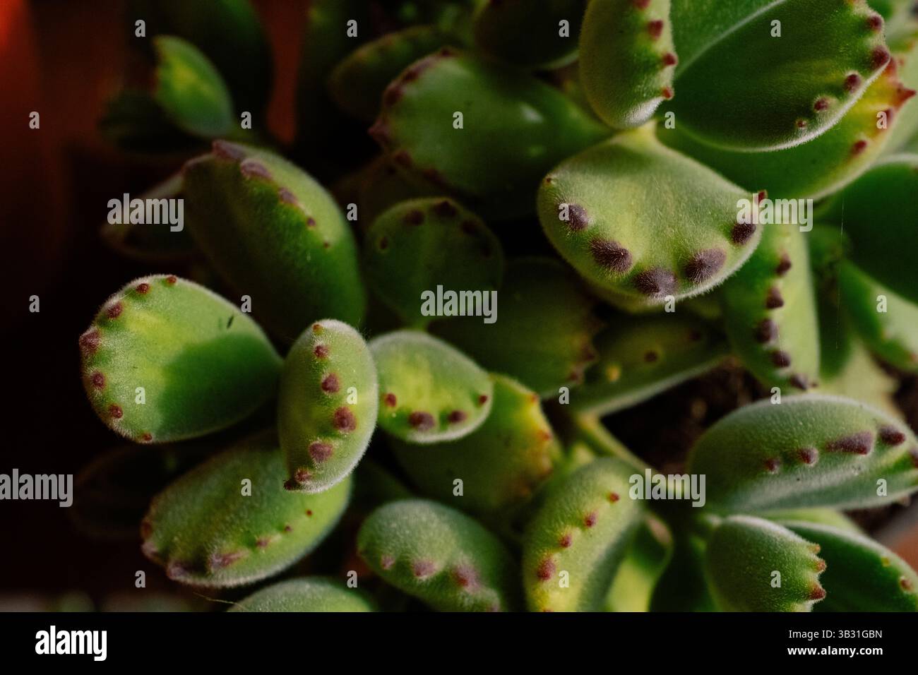 Nahaufnahme grüner saftiger Blätter mit unscharfer Textur Stockfoto