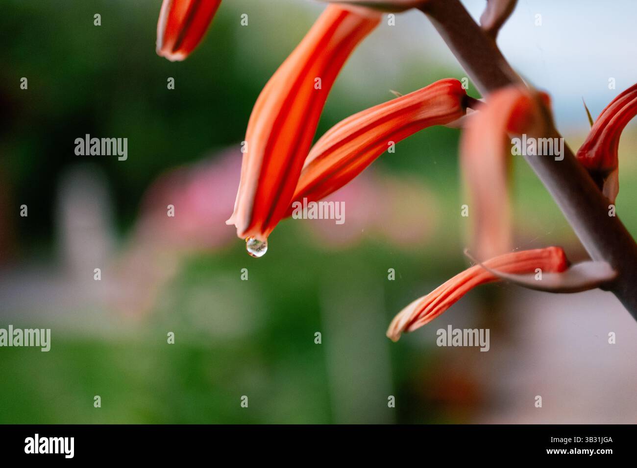 Orangen-Aloe-Vera-Blüten mit einem Morgentaupe Stockfoto