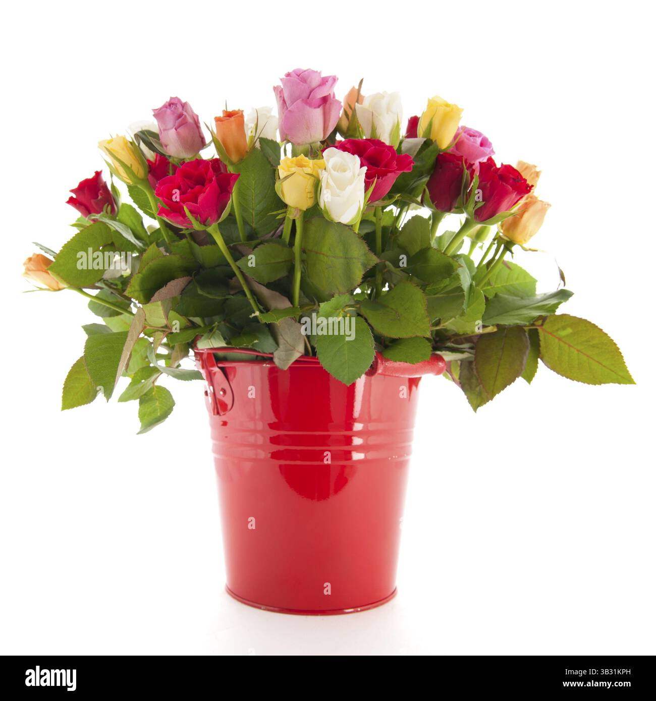 Strauß Rosen in roten Eimer isoliert auf weißem Hintergrund gemischt Stockfoto