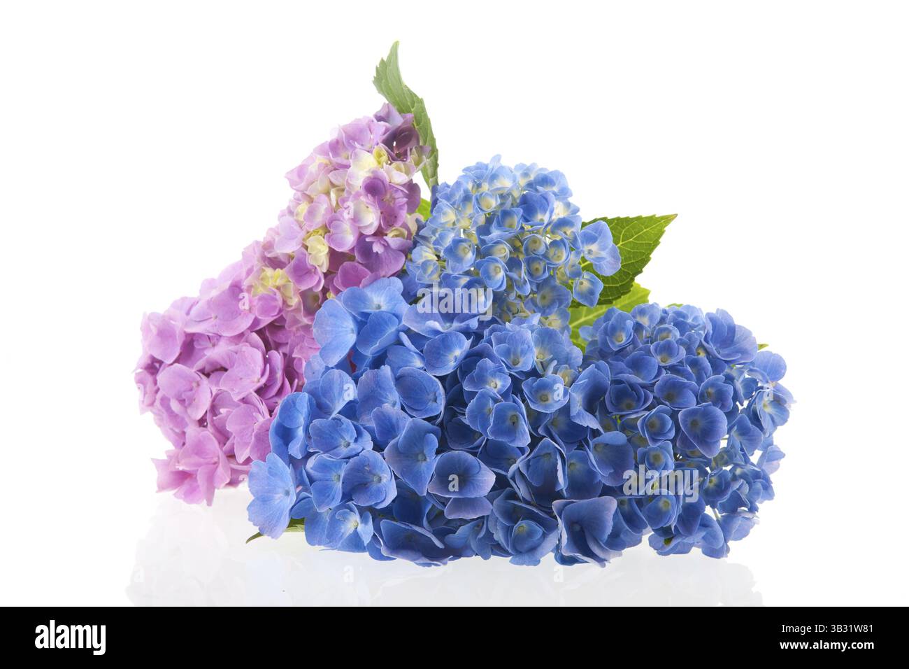 Rosa und Blaue Hortensie isoliert auf weißem Hintergrund Stockfoto