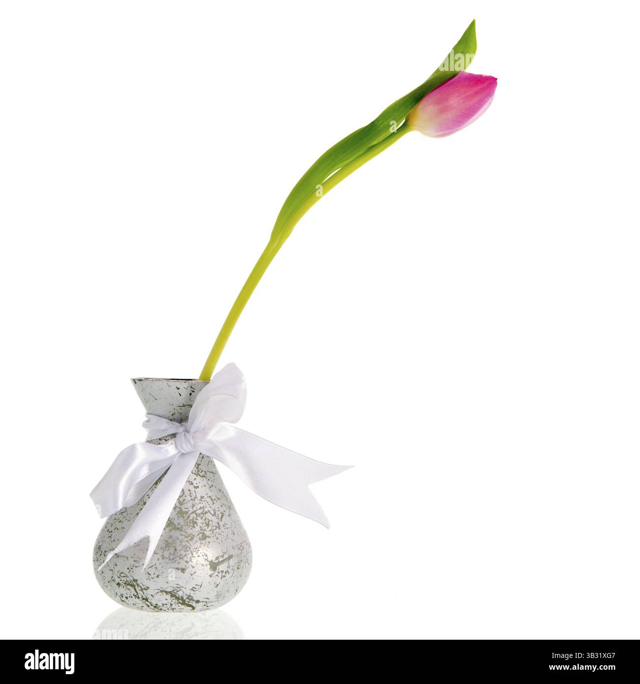 Einzelne Tulpe in silberner Vase isoliert auf weißem Hintergrund Stockfoto