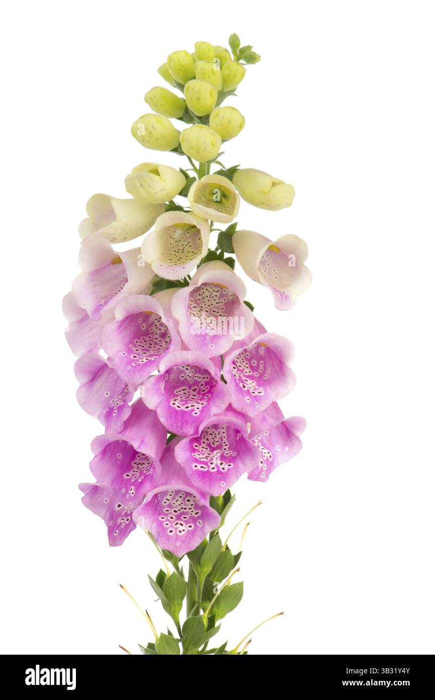 Purpurrote Fingerhut Blume isoliert auf weißem Hintergrund Stockfoto
