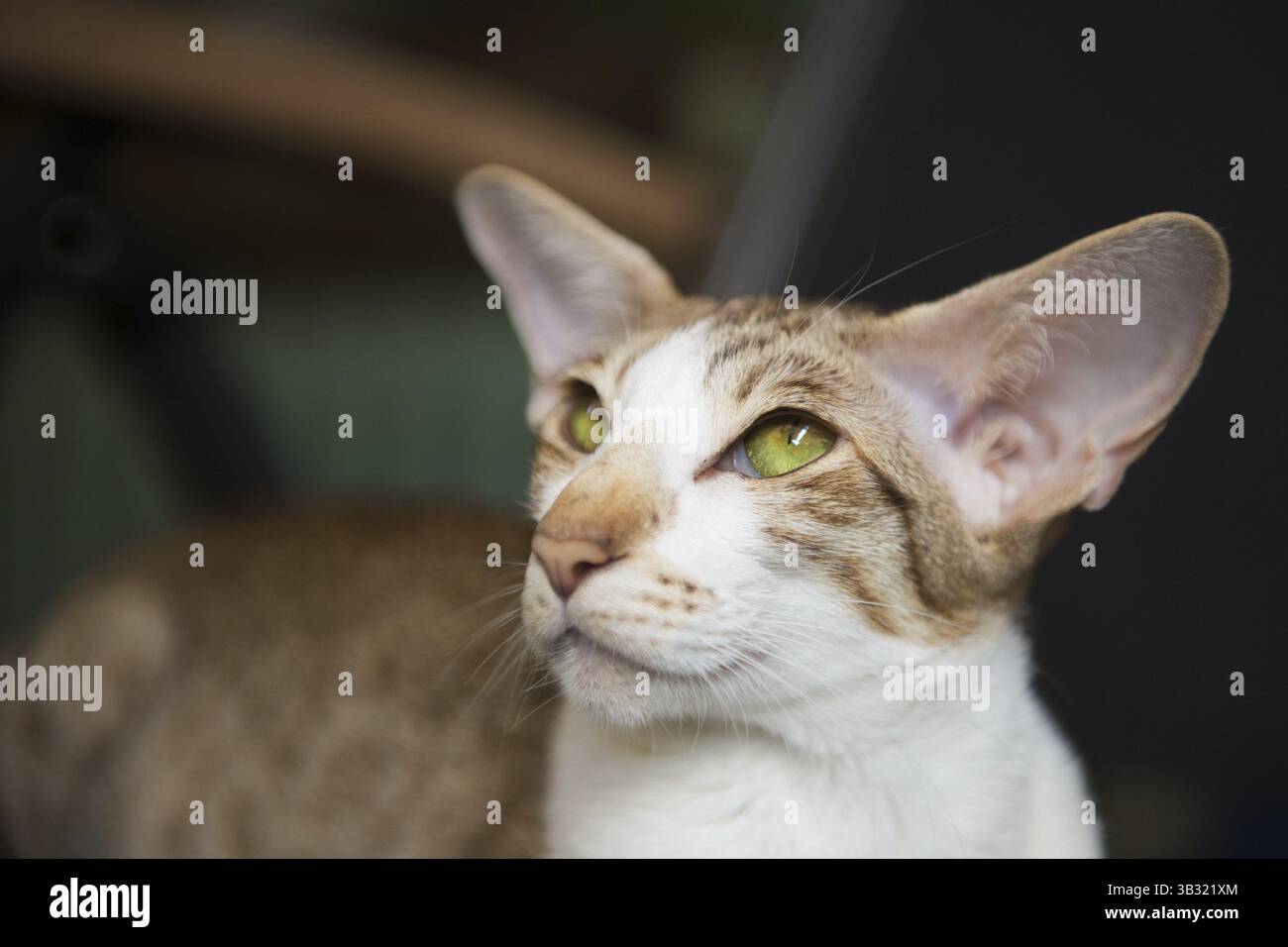 Siam Tabby Katze auf dunklem Hintergrund Stockfoto