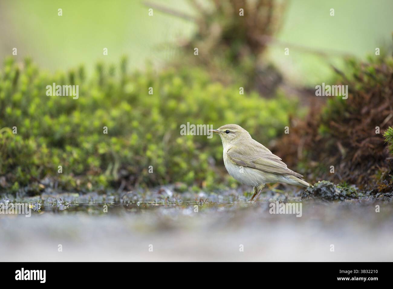 Weibliche gemeinsame Buchfink am Boden Stockfoto
