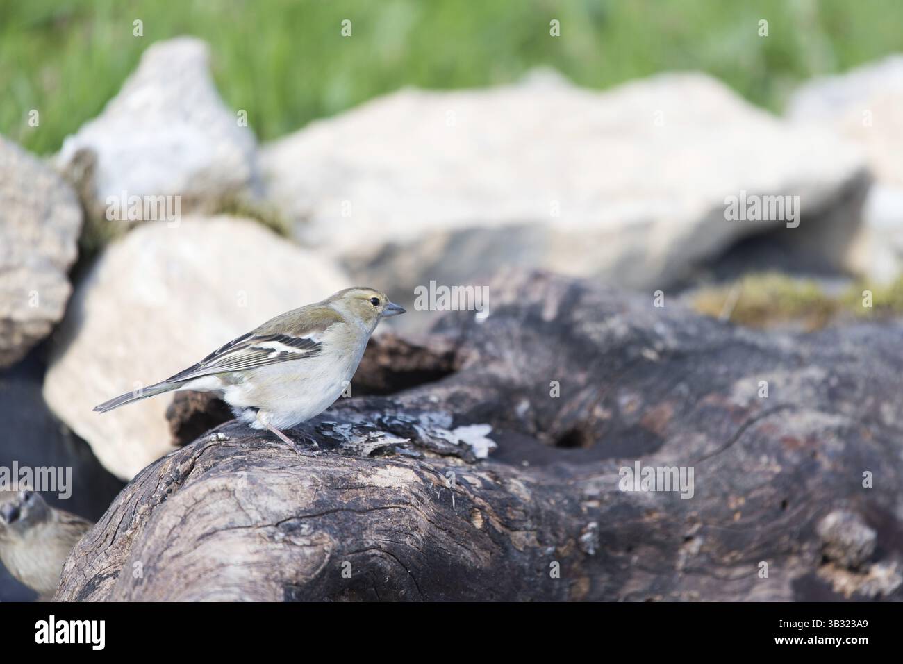 Weibliche gemeinsame Buchfink auf Baumstamm Stockfoto