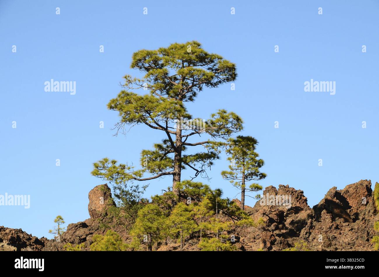 Corona Forestal im Teide Nationalpark Teneriffa Kanarische Kiefer Stockfoto