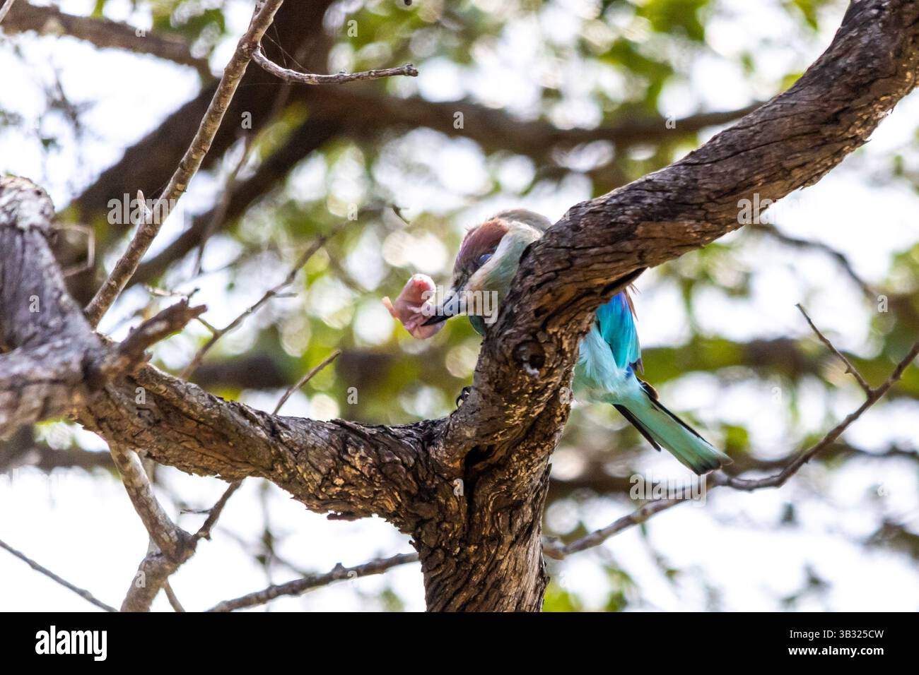 Eine lilafarbene Rolle, die auf ihre Beute einer Babymaus trifft, um sie leichter zu schlucken. Stockfoto