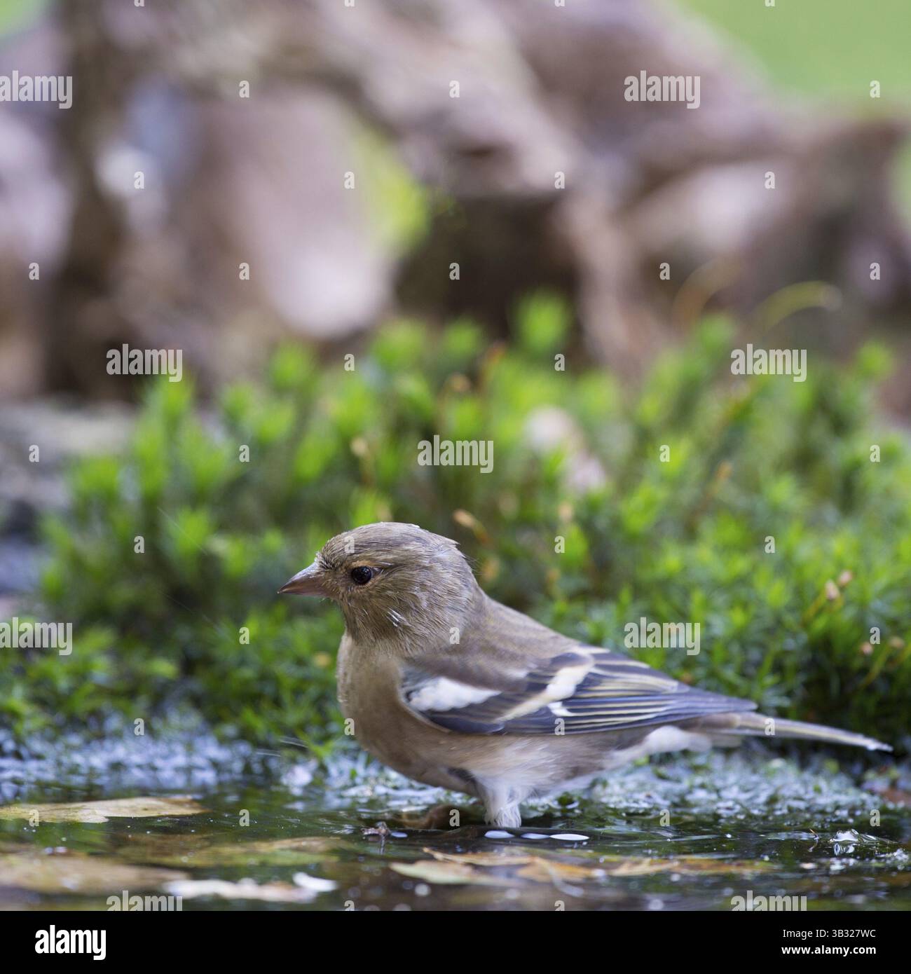 Weibliche gemeinsame Buchfink Trinkwasser Stockfoto