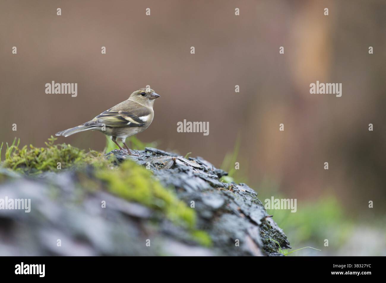 Ein weiblicher finke, der auf Baumstamm ruht Stockfoto