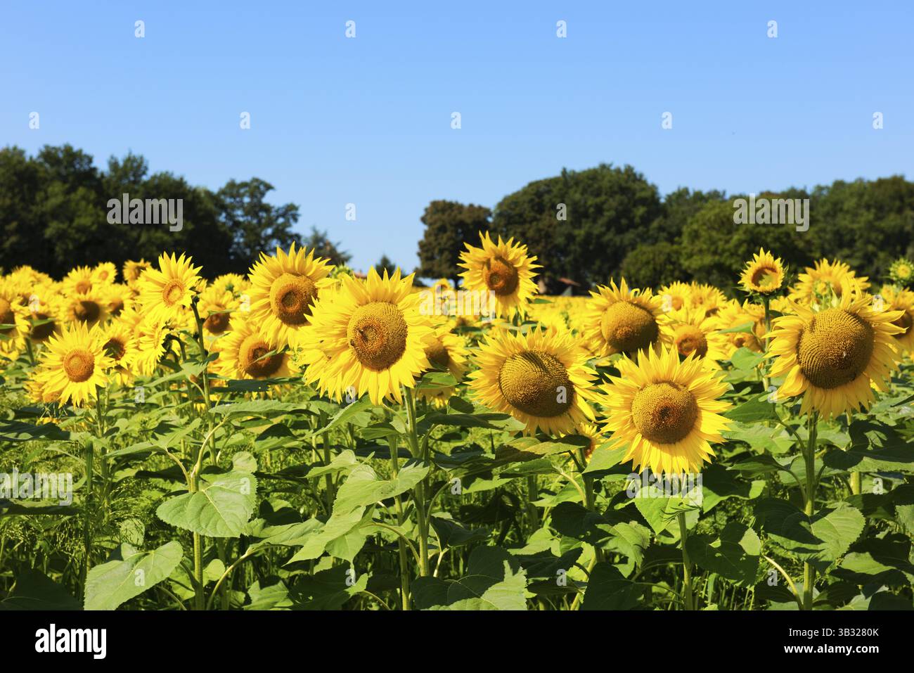 Landschaft mit Sonnenblumen in der französischen Lot-et-Garonne Stockfoto