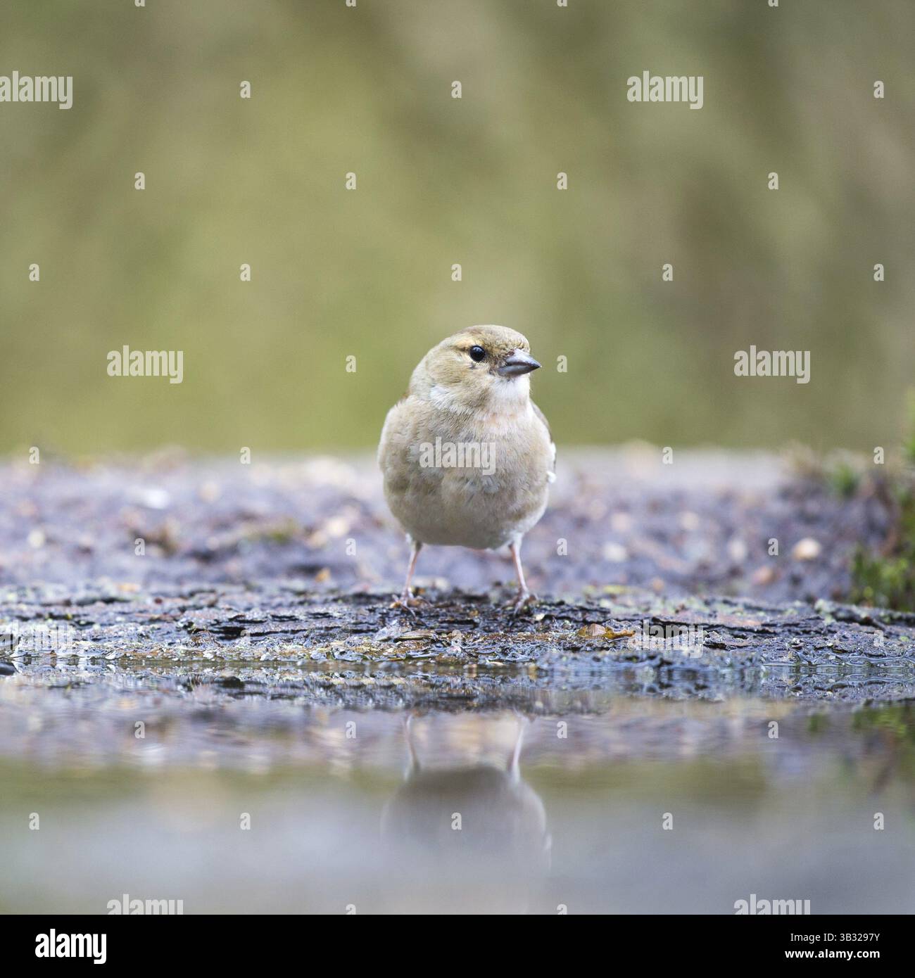 Weibliche gemeinsame Buchfink am Boden Stockfoto