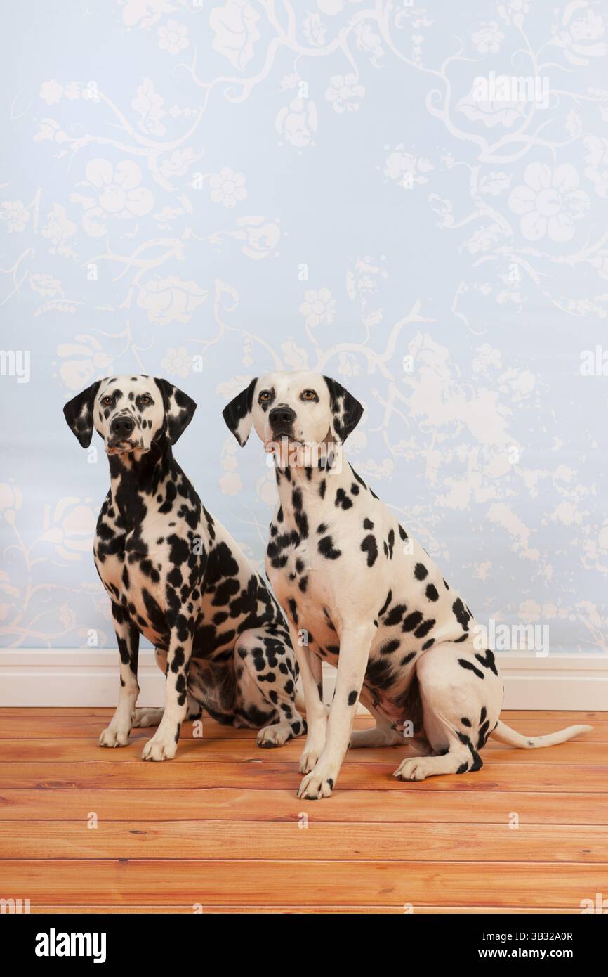 Reine Rasse Dalmatiner Hunde zusammen sitzen auf dem Boden Stockfoto