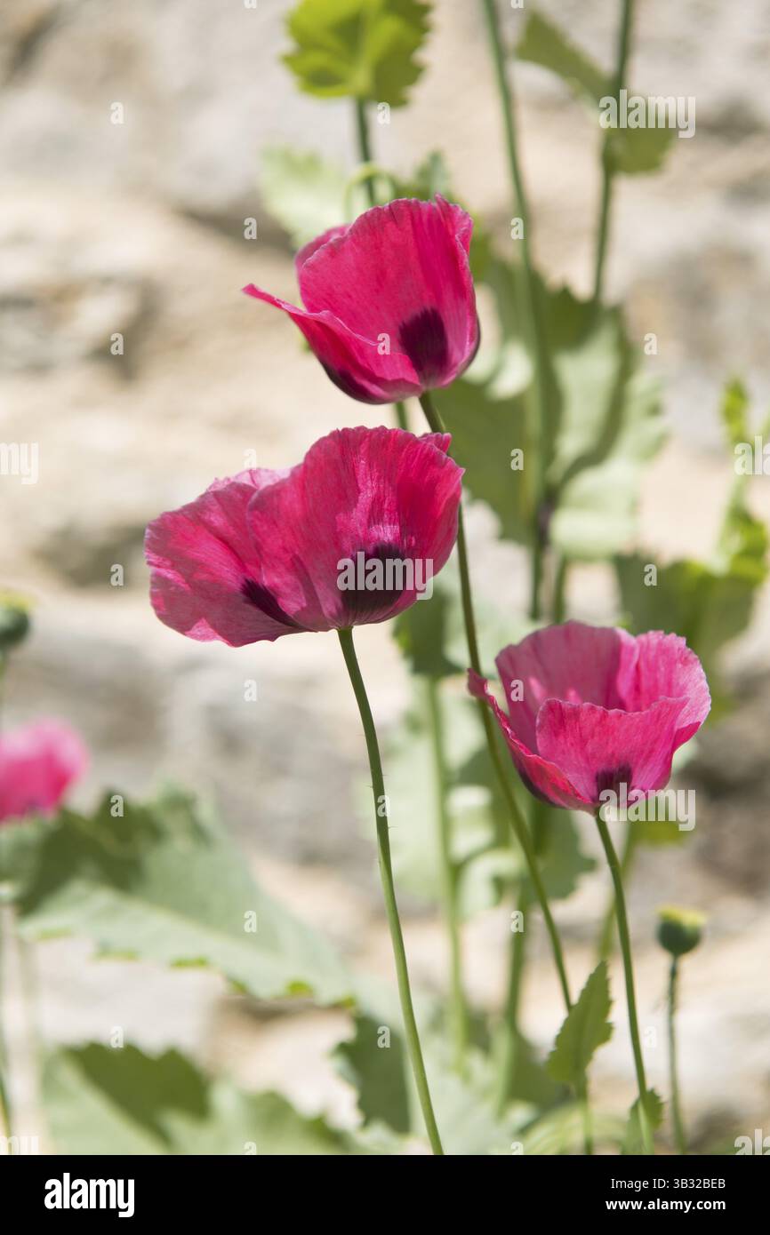 Rosa Mohn draußen in der Sonne gegen Wand Stockfoto