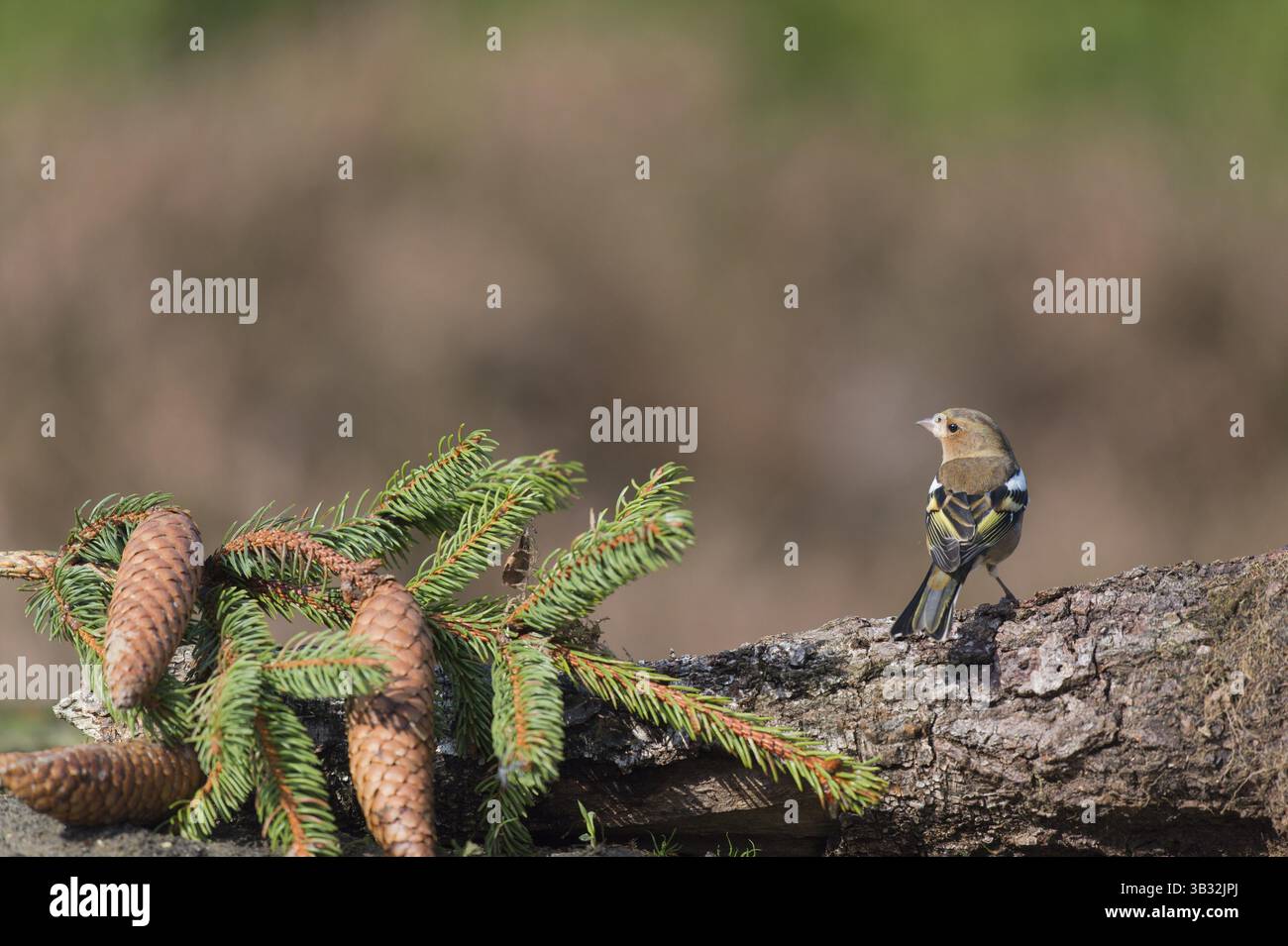 Einzelnes weibliches Kaffinchen, das auf dem Ast ruht Stockfoto