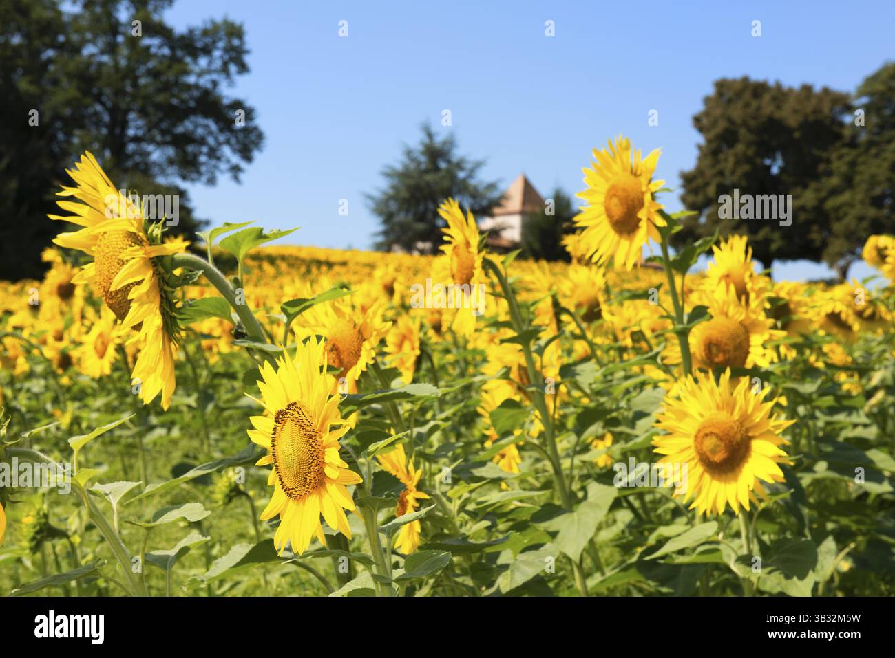 Landschaft mit Sonnenblumen in der französischen Lot-et-Garonne Stockfoto