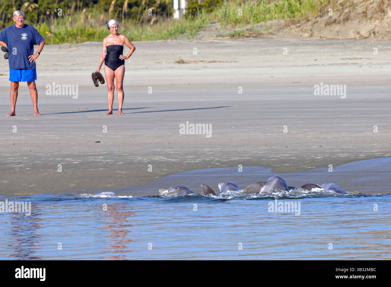 September 2014 - Seabrook Island, South Carolina, Vereinigte Staaten von Amerika - Touristen beobachten Atlantische Tümmler beim Füttern von Fischen am Captain Sam's Inlet am 3. September 2014 in Seabrook Island, SC. Diese ungewöhnliche Praxis beinhaltet eine Gruppe von Delfinen, die eine Fischschwärme am Strand hüten und dann ihre Körper aus dem Wasser und an das Ufer werfen, um zu füttern. Sie ist nur an wenigen Orten auf der Erde zu finden. (Bild: © Richard Ellis Via ZUMA Wire) Stockfoto