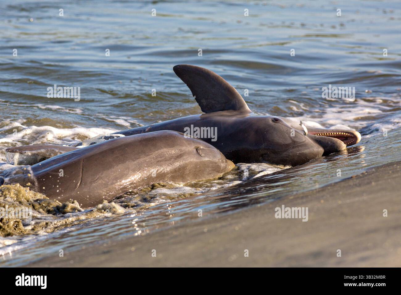 3. September 2014 – Kiawah Island, South Carolina, Vereinigte Staaten von Amerika – Atlantische Tümmler fressen Fische, die sie während der Fütterung am Strand am Captain Sam's Inlet am 3. September 2014 auf Kiawah Island, SC. Diese ungewöhnliche Praxis beinhaltet eine Gruppe von Delfinen, die eine Fischschwärme am Strand hüten und dann ihre Körper aus dem Wasser und an das Ufer werfen, um zu füttern. Sie ist nur an wenigen Orten auf der Erde zu finden. (Bild: © Richard Ellis Via ZUMA Wire) Stockfoto