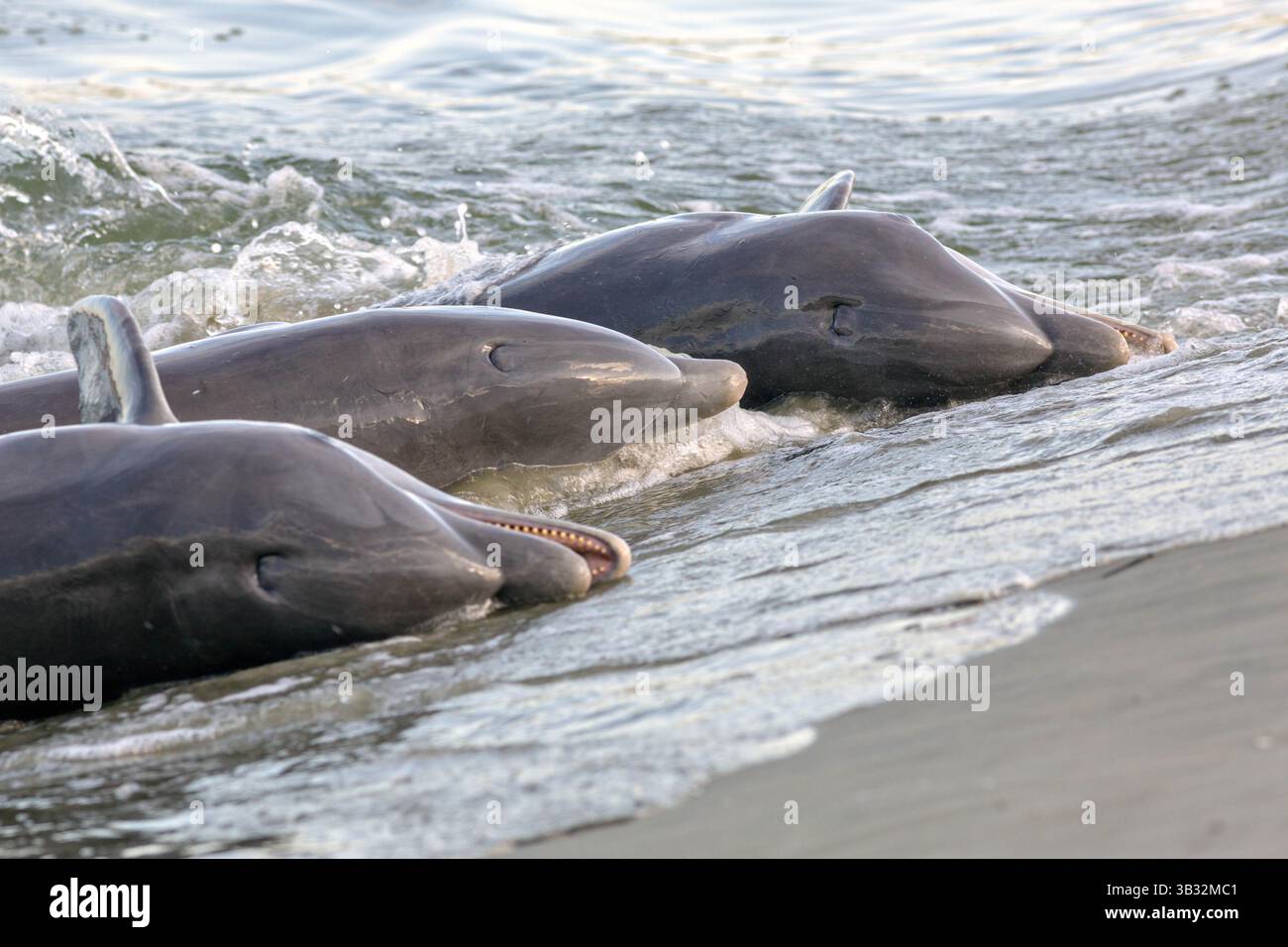 3. September 2014 – Kiawah Island, South Carolina, Vereinigte Staaten von Amerika – Atlantische Tümmler fressen Fische, die sie während der Fütterung am Strand am Captain Sam's Inlet am 3. September 2014 auf Kiawah Island, SC. Diese ungewöhnliche Praxis beinhaltet eine Gruppe von Delfinen, die eine Fischschwärme am Strand hüten und dann ihre Körper aus dem Wasser und an das Ufer werfen, um zu füttern. Sie ist nur an wenigen Orten auf der Erde zu finden. (Bild: © Richard Ellis Via ZUMA Wire) Stockfoto