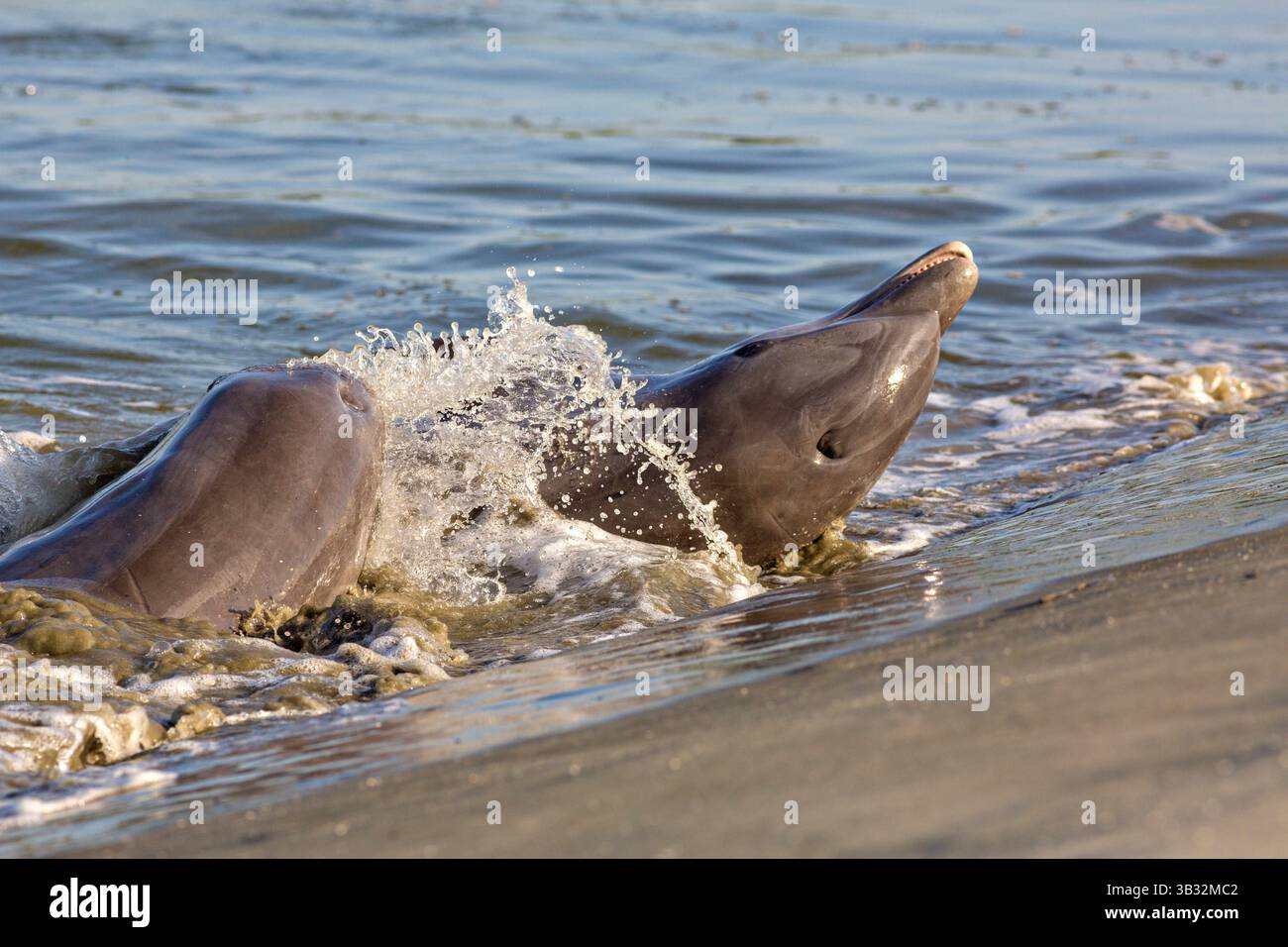 3. September 2014 – Kiawah Island, South Carolina, Vereinigte Staaten von Amerika – Atlantische Tümmler fressen Fische, die sie während der Fütterung am Strand am Captain Sam's Inlet am 3. September 2014 auf Kiawah Island, SC. Diese ungewöhnliche Praxis beinhaltet eine Gruppe von Delfinen, die eine Fischschwärme am Strand hüten und dann ihre Körper aus dem Wasser und an das Ufer werfen, um zu füttern. Sie ist nur an wenigen Orten auf der Erde zu finden. (Bild: © Richard Ellis Via ZUMA Wire) Stockfoto