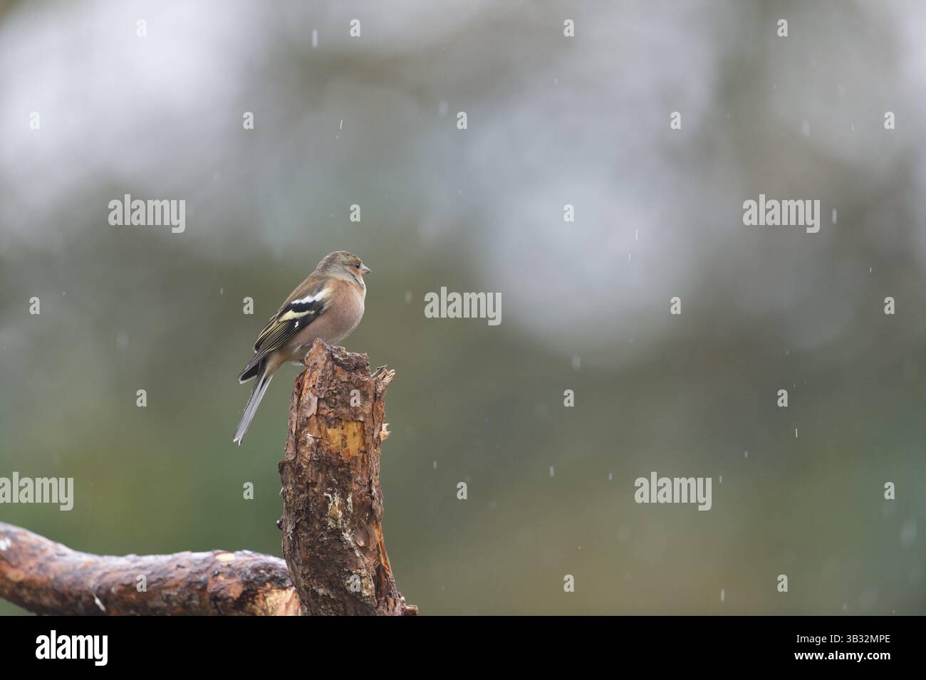 Eine einzige finke, die bei Regen auf einem Ast ruht Stockfoto