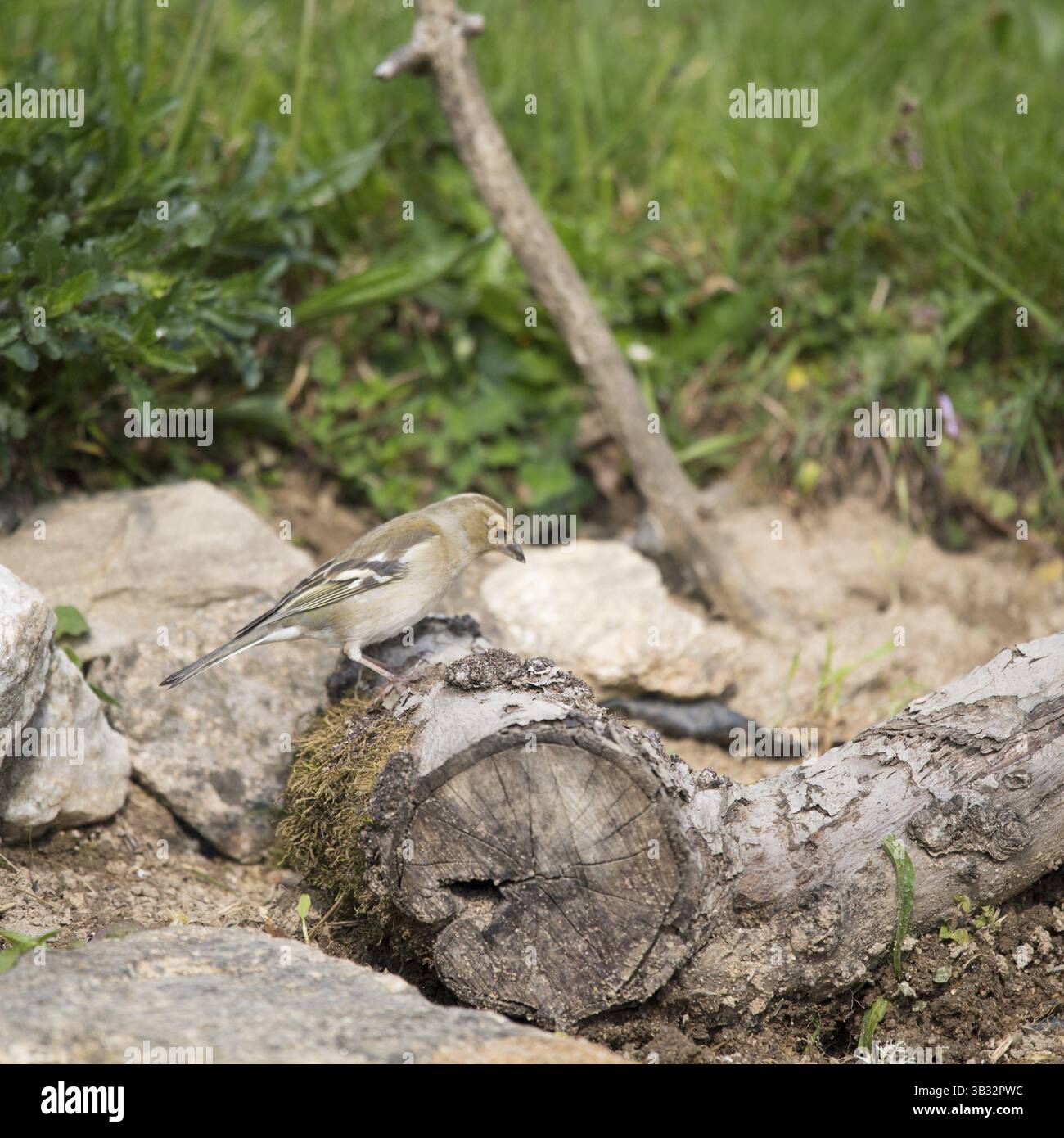 Einzelnen weiblichen Finch ruht auf Baumstamm im Wald Stockfoto