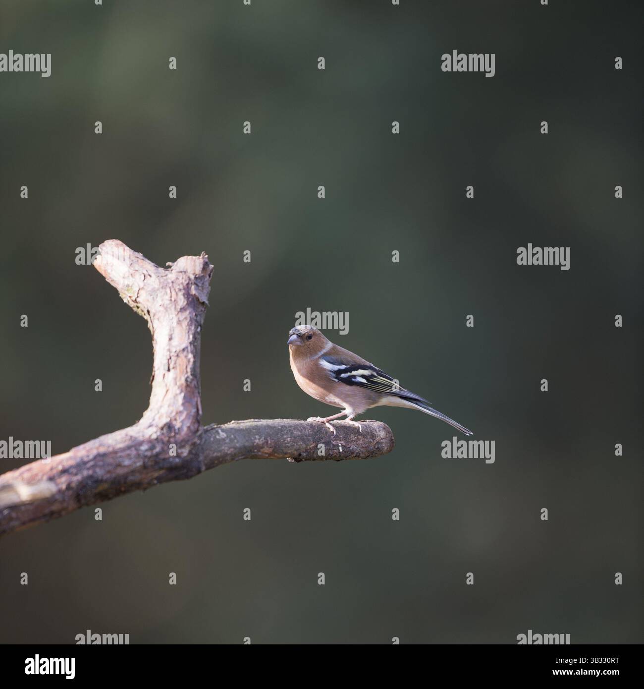 Ein weiblicher finke im Baumstamm Stockfoto