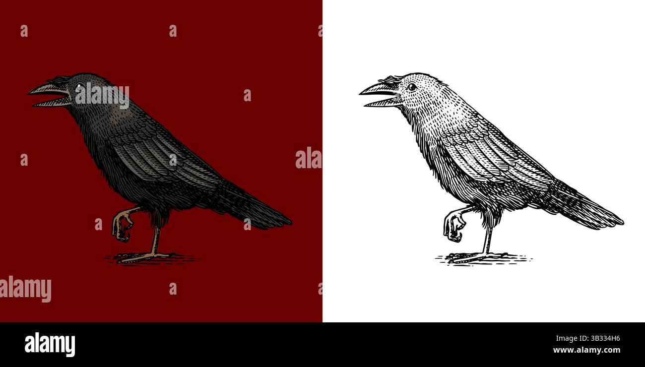 Schwarzer Krähenvogel. Halloween Hexerei und Hexerei Dinge Magier und Voodoo Hand gezeichnet Gravur Stock Vektor