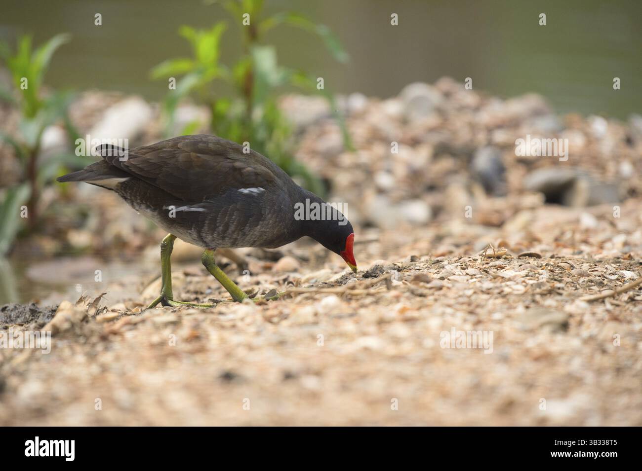 Gemeiner Moorhühner Wasservogel in der Natur Stockfoto
