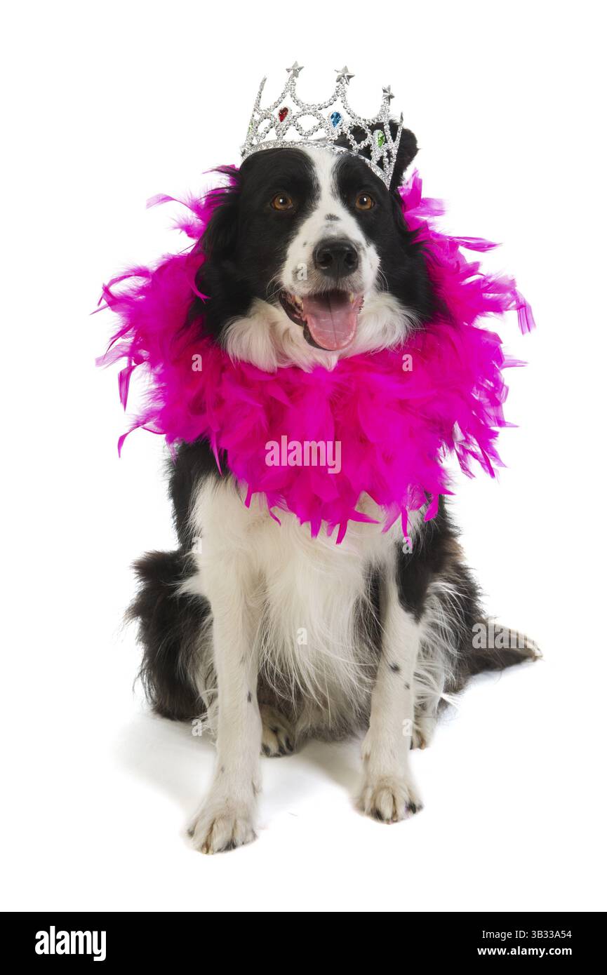Border-Collie als Hund Prinzessin in Rosa mit Krone Stockfoto