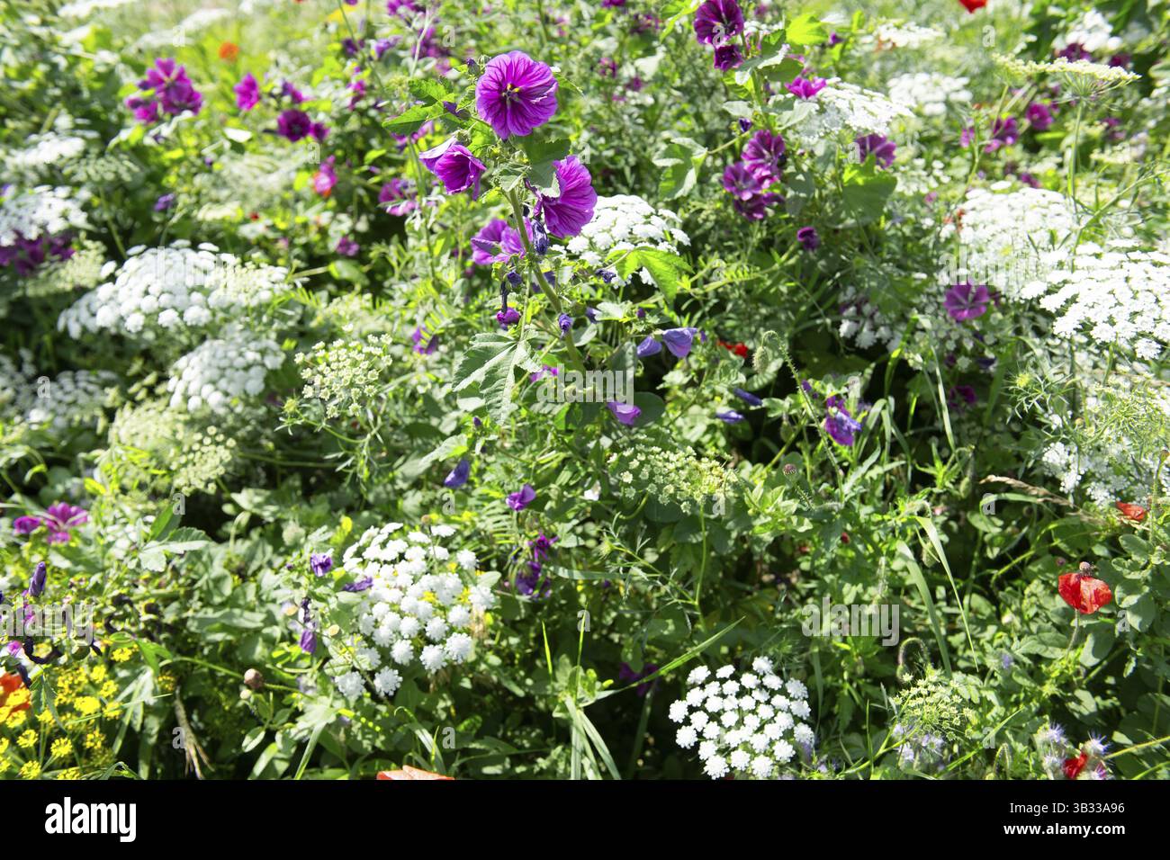Wildblumen in der Agrargrenze Stockfoto
