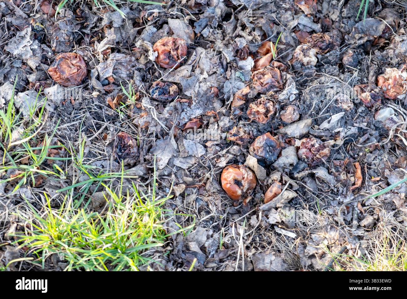 Verfaulte Äpfel auf Waldboden Stockfoto