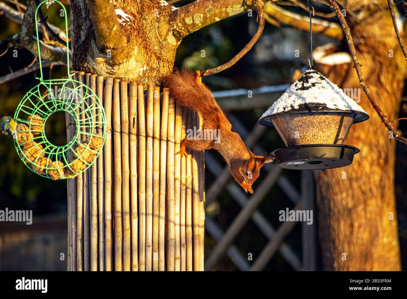Der kleine Quietscher hat seine Mahlzeit vom Feeder beendet. Stockfoto