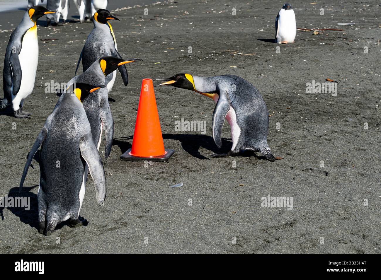 Ein Königspinguin (Aptenodytes patagonicus) pickt an einem orangen Kegel, um Touristen zu führen, während andere auf Gold Harbour, South Georgia Island, schauen. Stockfoto