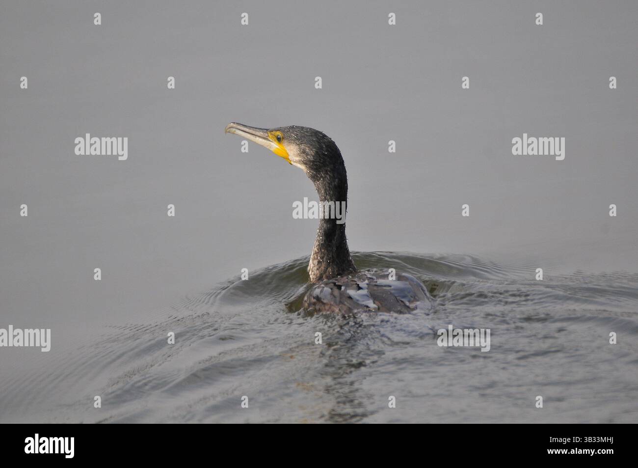 9. Januar 2016 – Kathmandu, NP, Nepal – Ein wandernder Vogel, neotroper Kormoran oder Olivakuumkormoran (Phalacrocorax brasilianus oder Phalacrocorax olivaceus), der am 8. Januar 2016 am Taudaha Wetland Lake am Rande von Kathmandu, Nepal, nach Fischen sucht. Taudaha, der Schlangensee, ist einer der größten Rastplätze für die schönen, vom Aussterben bedrohten Zugvögel aus den südlichen Teilen Südostasiens sowie aus Afrika und Australien. Taudaha ist ein beliebtes Ziel für Vogelbeobachter und Anbeter. (Kreditbild: © Narayan Maharjan via ZUMA Wire) Stockfoto