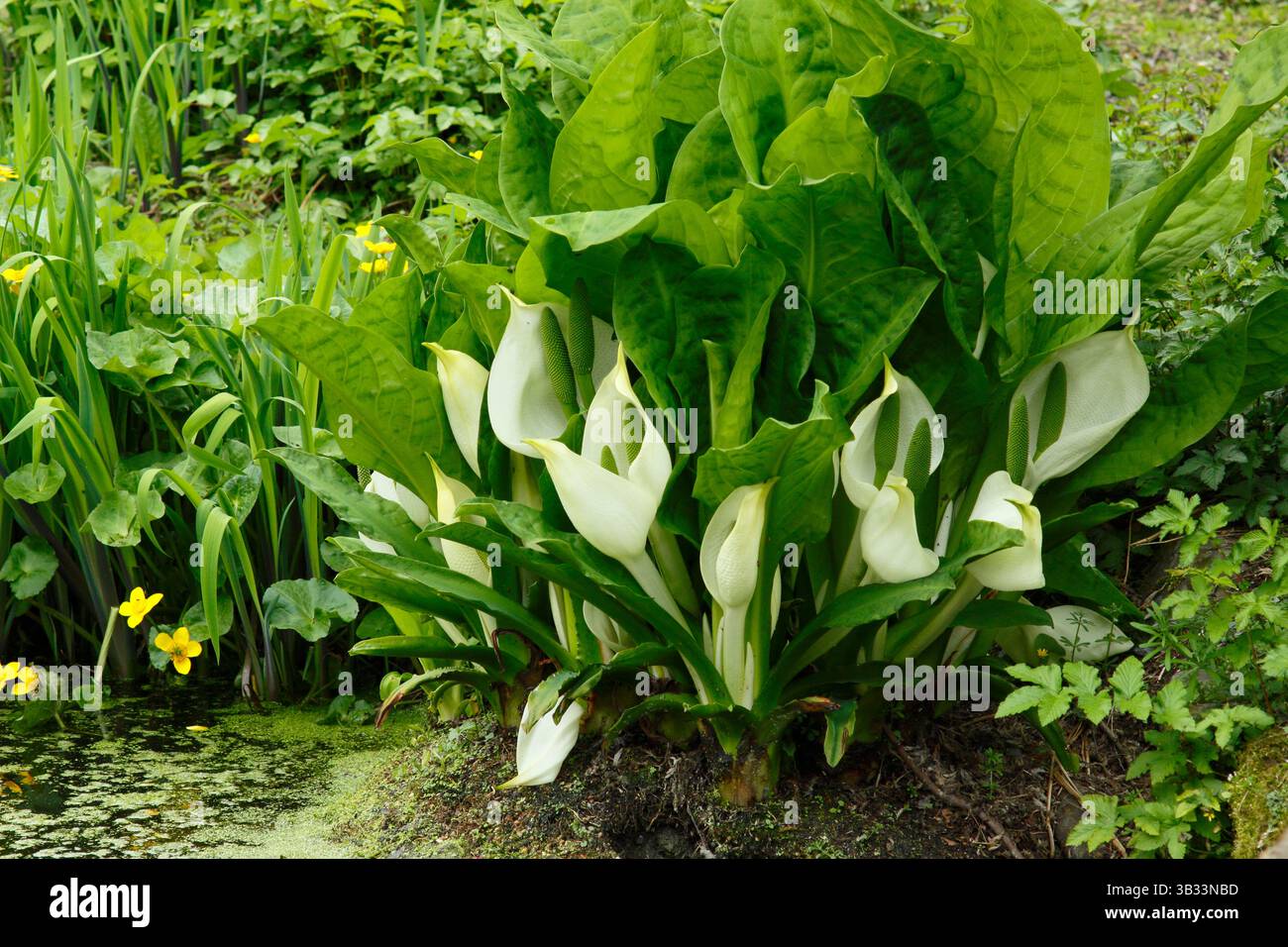 Lysichiton camtschatcensis, oder asiatischer Stinkkohl, wächst am Teichrand und zeigt im späten Frühjahr weiße arumähnliche Blüten. UK Stockfoto