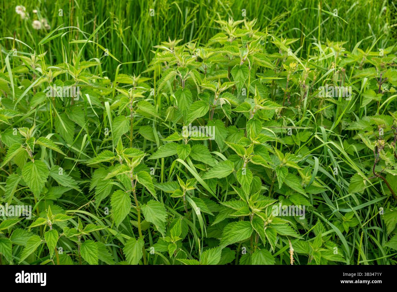 Brennnesselpflanzen mit jungen Frühlingsblättern im Grasfeld Stockfoto