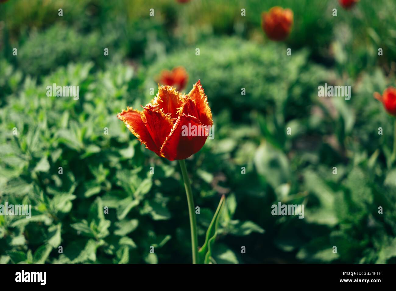Eine einzelne rote, gesäumte Tulpe mit orangefarbenen Kanten hebt sich vor einem unscharfen Hintergrund aus grünem Laub und anderen unscharfen roten Tulpen ab. Das Bild ist Stockfoto