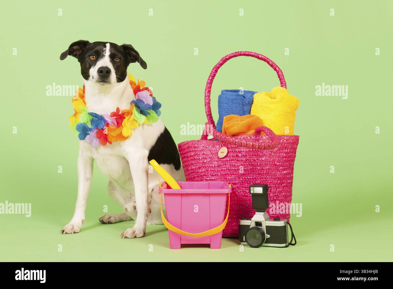 Schwarz-weiß Kreuzungshund im Urlaub auf grünem Hintergrund Stockfoto