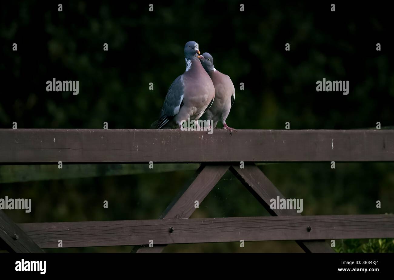 Tauben Stockfoto