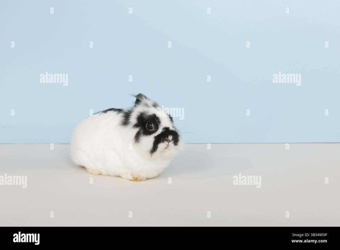 Kaninchen schwarz / weiß auf blauem Hintergrund Stockfoto