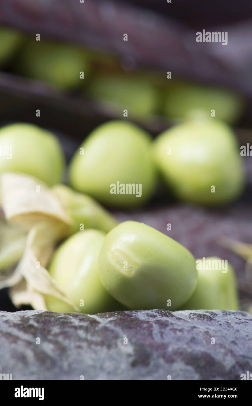 Öffnen Sie die Marrowfat-Erbsen auf blauem Hintergrund Stockfoto