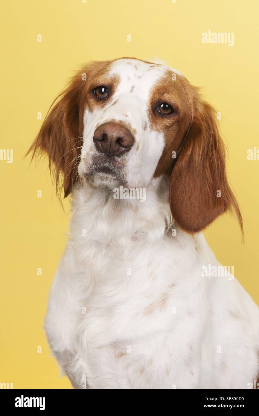 Porträt von niedlichen kreuzen Spaniel auf gelbem Hintergrund Stockfoto