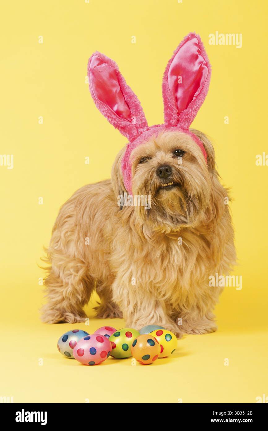 Hund als osterhase mit Eiern auf gelbem Hintergrund Stockfoto
