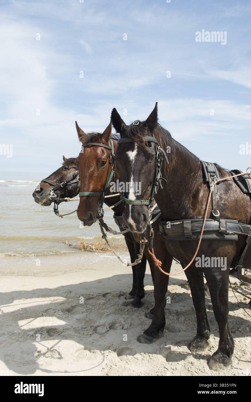 Pferde mit Neigung Auto am Strand vom niederländischen Wattenmeer Insel Terschelling Stockfoto